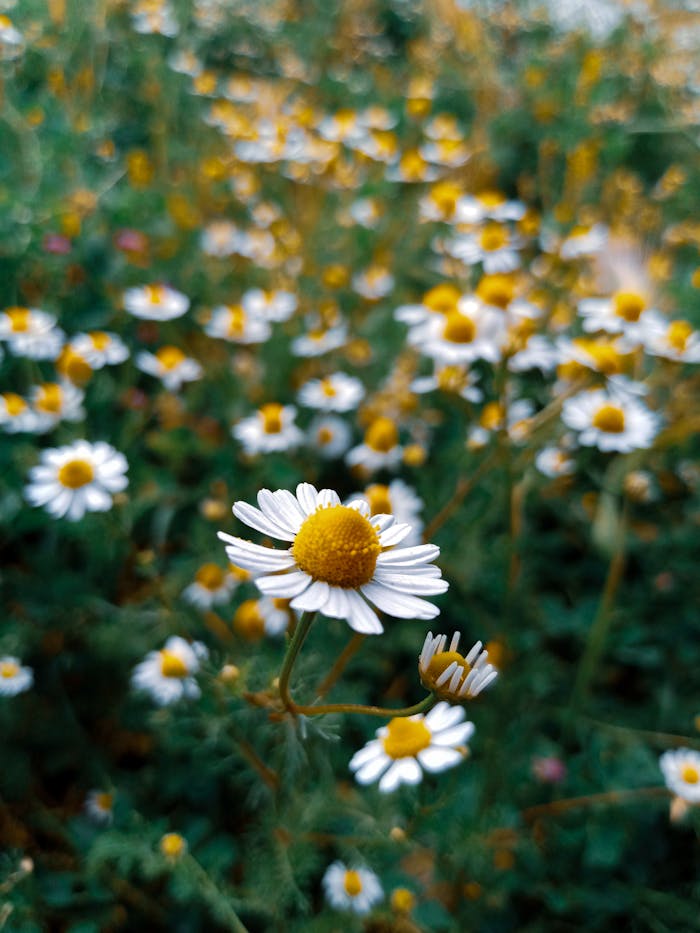 A captivating close-up of blooming chamomile flowers in a vibrant field setting.